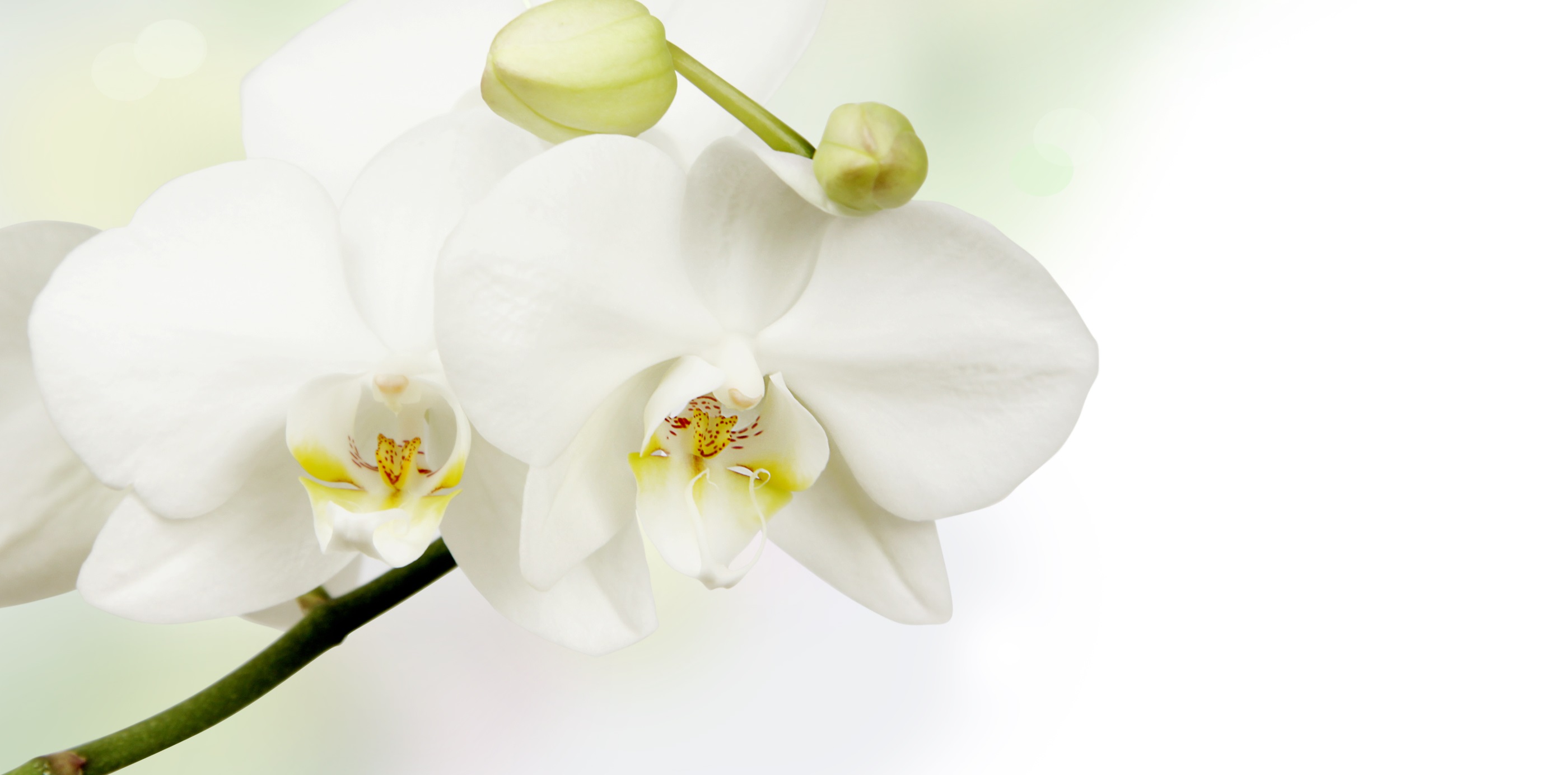 Gynäkologiepraxis Dr. med. Katja Bartz - Orchidee